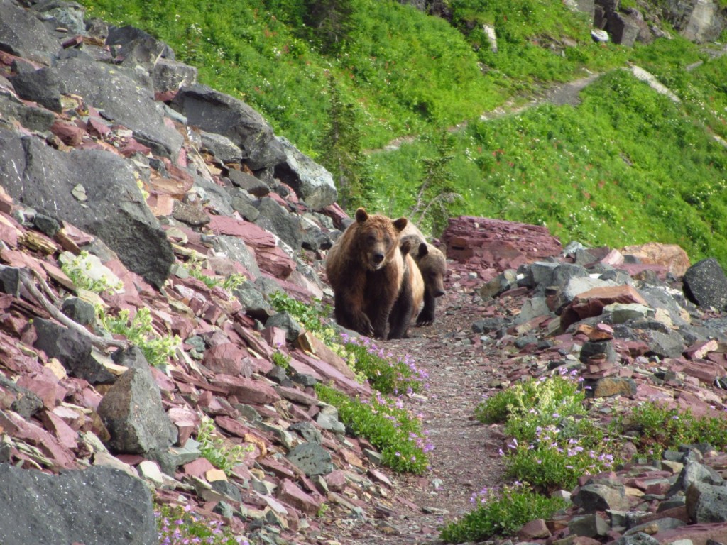 Three Grizzly Bears | Glacier NP, Montana | Continental Divide Trail